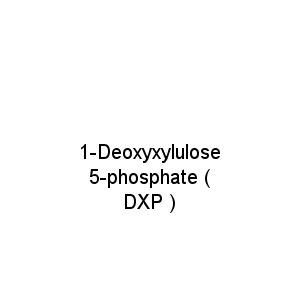1-Deoxyxylulose 5-phosphate ( DXP )